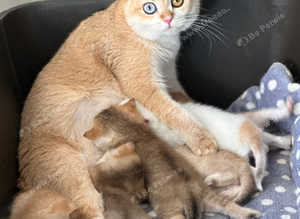 GCCF registered British Shorthair Blue Eyes Dominant Chocolate And Black Golden Kittens