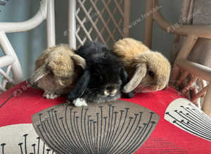 3 Lovely mini lop babies .