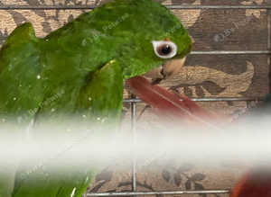White eyed rare conure boy valentine offer