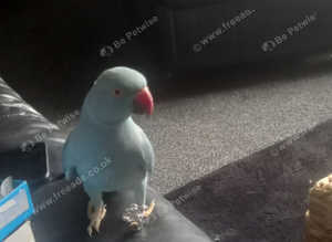 Parrot with cage