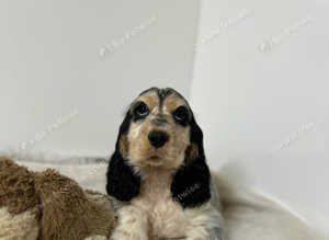 1 stunning cocker spaniel boy available