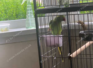 Parrot