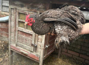 Pekin Bantam Hens - 1 year old, laying daily.