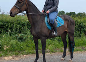 Super quiet 15.2hh mare