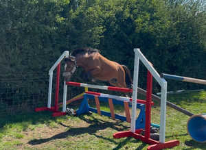 Bailey 12.1hh pony