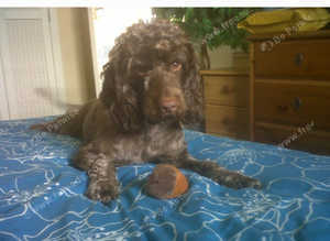 Dog Sitter Nottingham