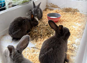 Lop cross