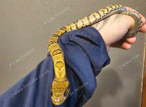 Female False Water Cobra