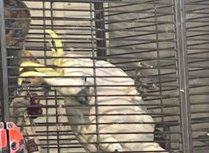 Medium sulphur crested cockatoo