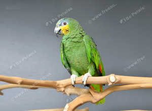Orange Winged Amazon,17