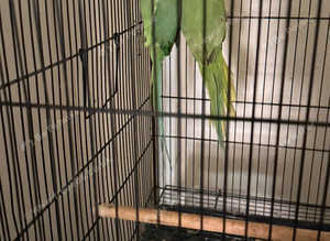 Indian Ringneck Breeder Pair for Sale - Coventry - £300 (Negotiable)