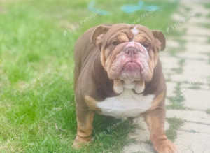 Female Bulldog