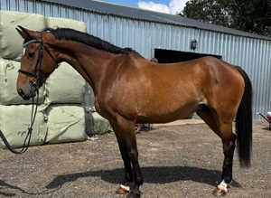 16.2hh irish sports mare