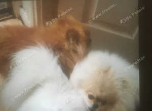 Extra special home needed for my tiny Pom