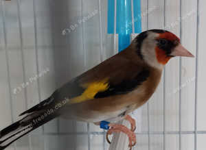 Goldfinch pair