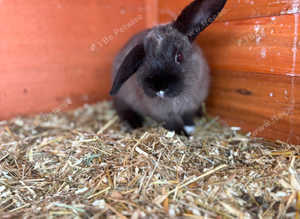 Lop cross rabbits