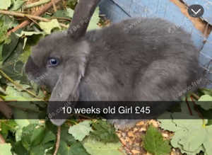 Large selection off rabbits for sale
