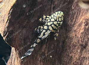 L519 Honeycomb Plecos