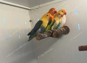 Opaline Love Bird for Sale