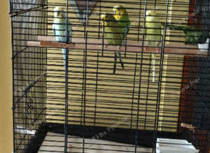 Black bird cage for 2 budgies or little finches or baby birds
