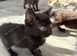 Kittens for sale