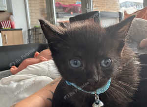 Kittens