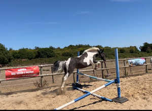 Cob x TB 3yr old Coloured Mare 14.2h * price reduced *