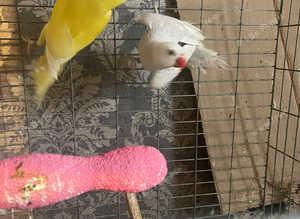 Baby ringnecks last 3 left