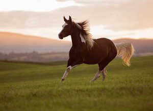 Pintabian Colt for sale