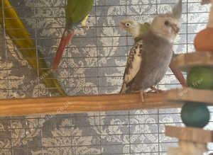 Baby whiteface cockatiel