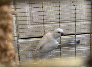 Albino red eyed quackers