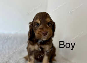 5 adorable cockapoo puppies