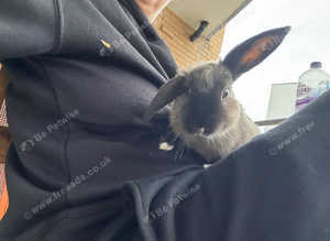 Lop cross