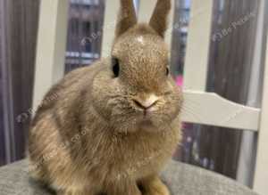 Very handsome Netherland dwarf buck looking for 5* pet home.