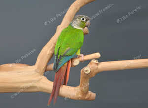 Baby Green Cheek Conure,18