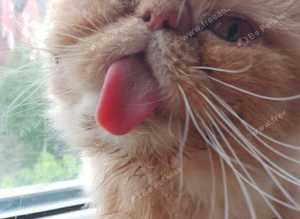 Red Exotic Persian Female