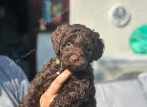 Vet checked Cavapoos 1 Chocolate boy left