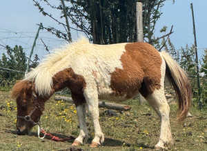 Beautiful Shetland filly
