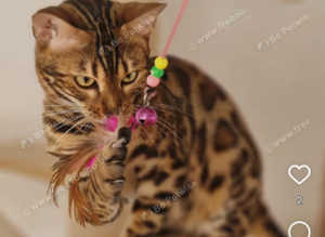 Bengal girl