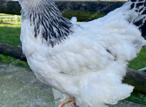 Brahma hatching eggs x 6/12/18/24