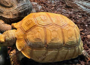 Tortoise Sulcata (True Ivory)