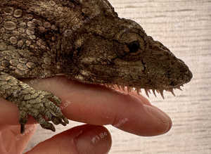 Cuban False Chameleon (Female)