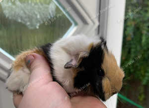 Beautiful fluffy baby male Guinea pigs