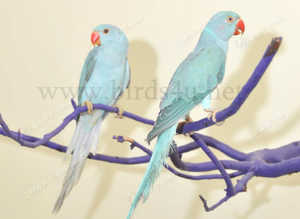Baby Blue Ring Neck Talking Parrots,17