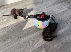 Kittens for sale
