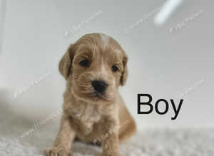 5 gorgeous cockapoo puppies