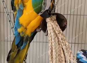 Macaw big blue gold