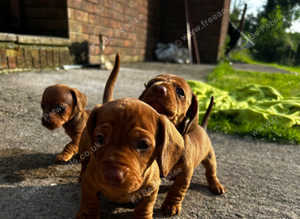 Five little mini dachshund looking for new homes