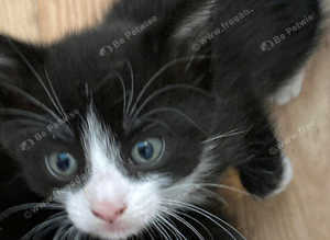 1 beautiful little boy looking fir his forever home