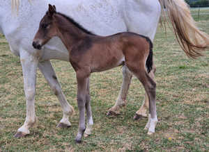 Fancy elegant sports bred colt